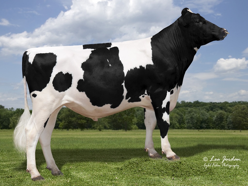 Holstein bull Bomaz AltaCabot 